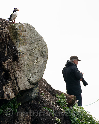 BB 15 0276 / Fratercula arctica / Lunde